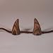Pan Horns, Satyr Goat Devil Horns, Tan and Black Nubbins Child HornsHand Made 1.5 inches