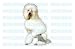 Pet Supplies : STANDARD POODLE - Dog Decal - sticker car got window