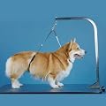 No-Sit Haunch Holder Dog Grooming Restraint Sm Med Dogs