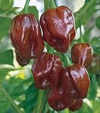 Jamaican Hot Chocolate 4 Pepper Plants - SALE*