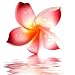 Flower Pink Frangipani - 24