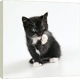 Box Canvas Print of CAT - kitten cleaning itself from Ardea