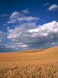 Soft White Pšenica zrenja, Spokane županija, Washington Fotografski Poster Print Greg Probst, 12x16 Soft White Wheat Ripening, Spokane County, Washington Photographic Poster Print by Greg Probst, 12x16