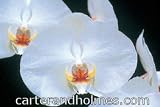 Dtps. Winter Clouds 'Mendenhall' AM/AOS