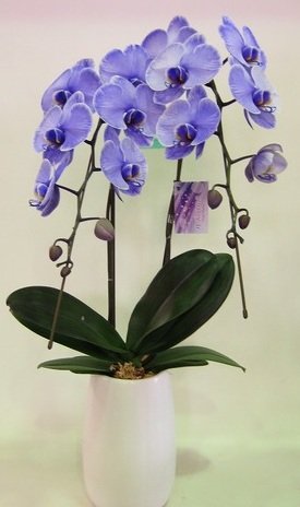 紫 胡蝶兰 紫色 エレガンス 2本立ち ※10日前后