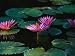 Beautiful Pink Water Lily Flowers in Bloom Photographic Poster Print by Wolcott Henry, 48x64