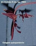 Gongora quinquinervis 1097