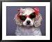 Cocker Spaniel wearing bows and sunglasses Framed Art Poster Print by Raeanne Rubenstein, 31x25