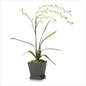 Everblooming White Orchids