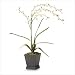 Everblooming White Orchids
