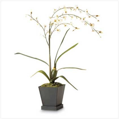 white orchids