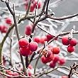crabapple flavor extract
