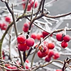 crabapple flavor extract
