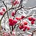 crabapple flavor extract