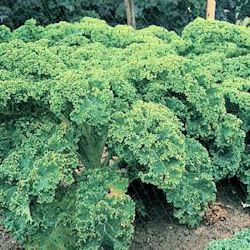 2500 VATES BLUE CURLED KALE / Dwarf Blue Curled Scotch Kale Brassica Oleracea Vegetable Seeds