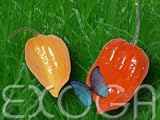 Habanero Orange Capsicum chinense Chili Samen