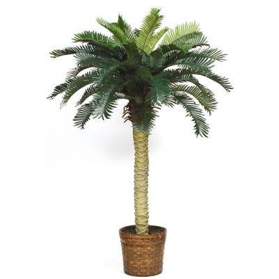 Sago Silk Palm Tree 4′