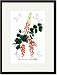 Black Framed/Matted Print 17x23, Coriaria Terminalis