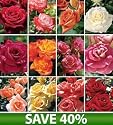 Best Cutting Rose Collection, Set of 12