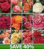 Best Cutting Rose Collection, Set of 12