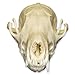 Real Red Fox Skull A Quality