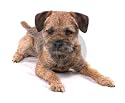 Fridge Magnet Border Terrier adult dog laying