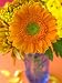 Gerbera, Close-up of an Orange Flower in a Glass Vase Photographic Poster Print by Mark Bolton, 36x48