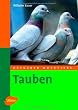 tauben