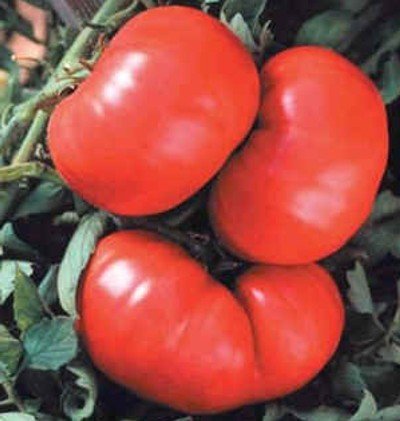 Rote Riesen-Fleischtomate - bis 1 kg schwer - Beefmaster Hybrid - 20 Samen Rote Riesen-Fleischtomate - bis 1 kg schwer - Beefmaster Hybrid - 20 Samen