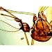 Prepared Slide, Mosquito (Culex sp.), Life Cycle, wm