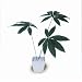 �s�l�H�ϗt�A���E���ԁtPachira Glabra/Large�i�p�L�� �O���u���j