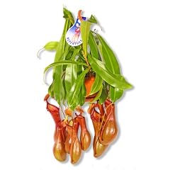 Fleischfressende Pflanze Nepenthes Alata