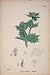 Sea-Holly Flower Plant Colour Print Fine Art Antique