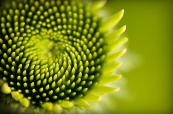 'Green', Limited Edition Photograph, Home Decor Artwork