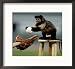 Ayla, a Service Monkey for the Disabled Framed Photographic Poster Print, 19x17