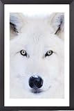 Produkt-Bild: W&ouml;lfe Poster und Holz-Rahmen - Polarwolf (91 x 61cm)