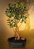 Bonsai Boy's Ficus Bonsai Tree with Curved Trunk and Banyan Roots ficus benjamina Bonsai Boy's Ficus Bonsai Tree with Curved Trunk and Banyan Roots ficus benjamina