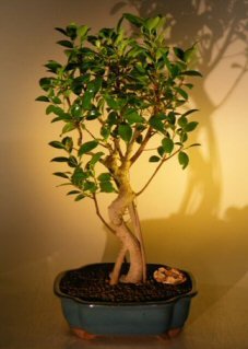 Bonsai Boy's Ficus Bonsai Tree with Curved Trunk and Banyan Roots ficus benjamina
