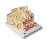 3B Scientific Bone Structure Model
