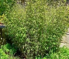 Box of 4 Fargesia Nitida Clumping Bamboo Plants