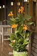 Tropicanna Gold Canna Two Gallon by Monrovia Growers