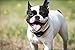 Bark Control Pro - Dog Bark Collar - The Quick and Effective Small and Large Breed Shock Collar - Adjustable Sensitivity - Seven Levels of Feedback - Guaranteed
