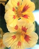 Strawberries and Cream Nasturtium 30 Seeds