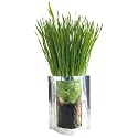 Bloom-in-a-Bag / Cat Grass