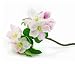 Pink Apple-tree Flowers Isolated with Green Leafs on Branch - 36