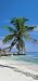 Palm