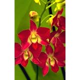 Caring for Orchids - Types of Orchids and Growing or Planting an Orchid Garden