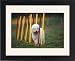 Framed Prints of Dog training / Agility from Ardea Wildlife Pets