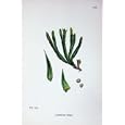 BOTANY PLANTS c1902 LYCOPODIUM SELAGO COLOUR PRINT