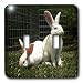 Rabbits - White New Zealand Rabbit - Light Switch Covers - double toggle switch